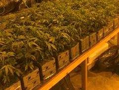 Se trata de 4,600 plantas distribuidas en nueve unidades comerciales. (Policía de San Bernardino)