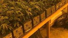 Se trata de 4,600 plantas distribuidas en nueve unidades comerciales. (Policía de San Bernardino)