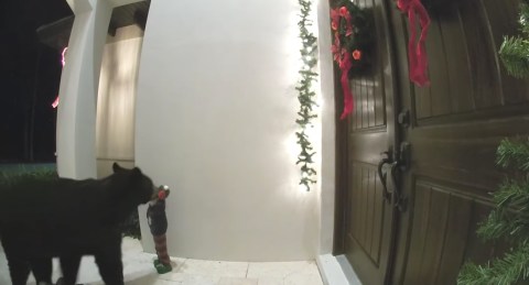 Un oso disfrutando de las decoraciones navideñas.