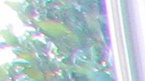 Vilma L. , una inmigrante de Guatemala está pidiendo asilo político en los Estados Unidos. (Araceli Martínez/La Opinión).