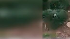 La broma del británico.