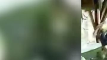 Cae a una fosa de caimanes