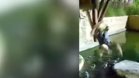 Cae a una fosa de caimanes