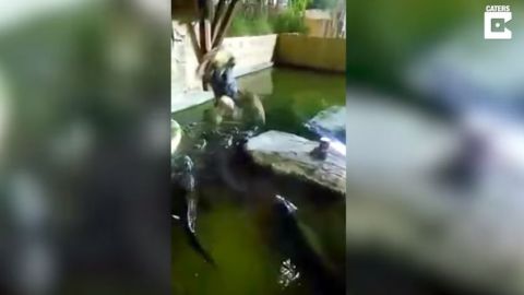 Cae a una fosa de caimanes