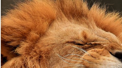 León mata a trabajadora de zoo