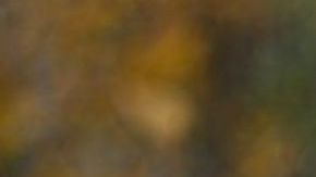 La foto original tomada por Dunja Djudjic