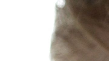 El presidente Trump quiere $5,000 millones de dólares.