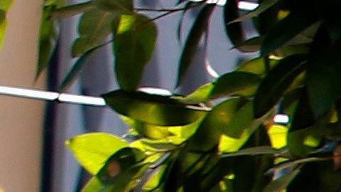 El Ejército mexicano resguarda el Consulado de EEUU.