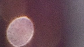 Vanessa Ponce de León es  Miss Mundo 2018.