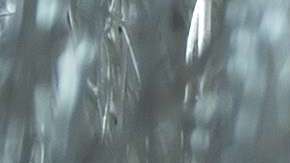 Así lució hace un año la Primera Dama.