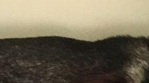 Sierra, el perro que detectó que su dueña tenía cáncer.