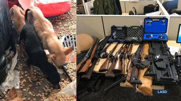 En el cateo también encontraron 22 armas de fuego que pertenecían supuestamente al tío del sospechoso. Una de éstas no estaba registrada. (Sheriff)