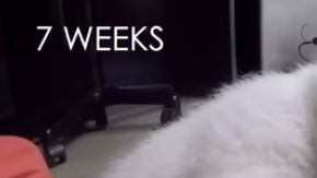 Oso reacción peluche