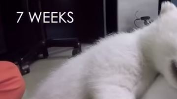 Oso reacción peluche