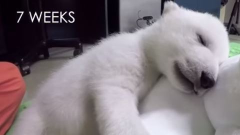 Oso reacción peluche