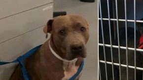 Se anticipa que los perros pit bulls sean sacrificados. (Servicios de Animales del condado de Riverside)