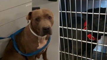 Se anticipa que los perros pit bulls sean sacrificados. (Servicios de Animales del condado de Riverside)