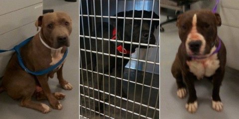 Se anticipa que los perros pit bulls sean sacrificados. (Servicios de Animales del condado de Riverside)