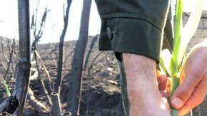 La cantidad de lluvias, no sólo durante esta temporada, sino en las subsiguientes, y la sequía continua, son la clave de si los visitantes verán las montañas de Santa Mónica como lo fueron una vez. (Foto: NPS)