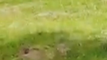 Vera pertenecía a una especie en vías de extinción.