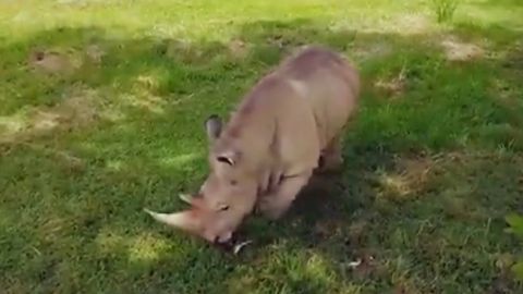 Vera pertenecía a una especie en vías de extinción.