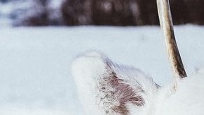 Un extraño ejemplar de reno blanco.