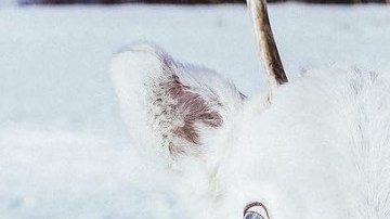 Un extraño ejemplar de reno blanco.