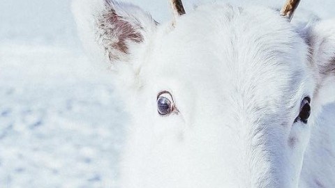 Un extraño ejemplar de reno blanco.