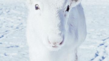 Un extraño ejemplar de reno blanco.