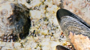 Artista conchas muerte