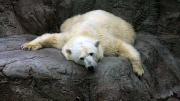 Imagen ilustrativa de un oso polar.