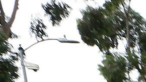 Los maestros del LAUSD se manifestaron este martes bajo la lluvia de Los Ángeles. / fotos: Aurelia Ventura.