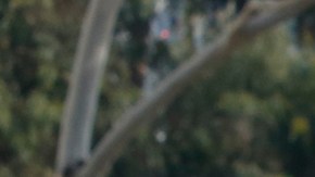 Los padres marcharon ayer a favor de las escuelas chárter. / fotos: Aurelia Ventura.