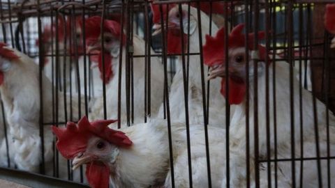 Para las gallinas, es como poner un huevo normal.