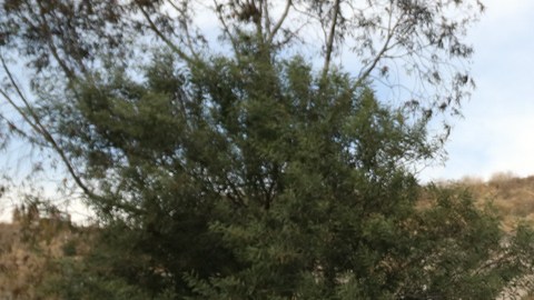 La menor fue sepultada la tarde del miércoles.