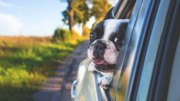 Las mascotas no son objetos, pero la gente los sigue dejando dentro de sus autos