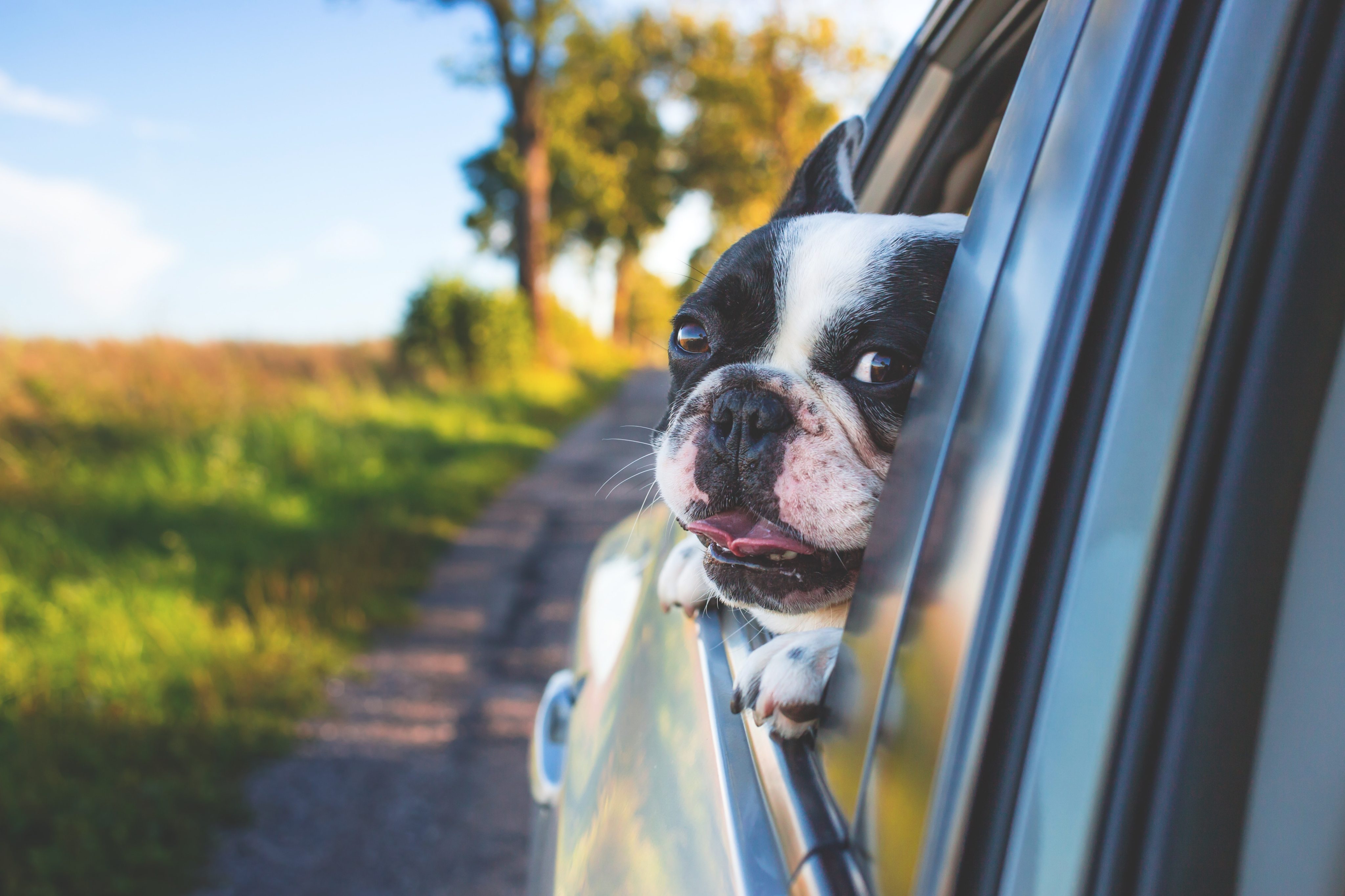 Cómo viajar con tu perro en auto? Jamás debe ir en el asiento delantero