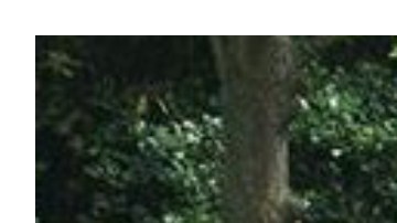 Quedó en silla de ruedas por adoptar a gata