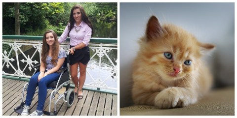 Quedó en silla de ruedas por adoptar a gata