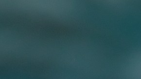 "Bird Box" ha generado controversia en las redes / Foto: Netflix