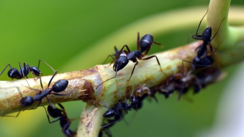 Hormigas