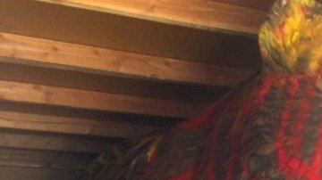 La estatua de la mascota de UCLA sufrió daños por $15,000 dólares a causa del vandalism. (@CBSLosAngeles)