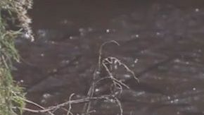 Los caimanes congelados.