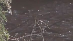 Los caimanes congelados.