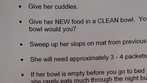 Lista de obligaciones para cuidar al gato.