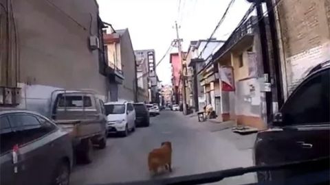 Un perro ayuda a salvar a su dueño indicando el camino a una ambulancia.