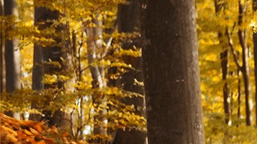 Solo se fabricaron 25