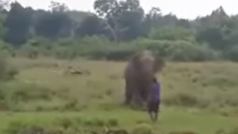 Elefante mata a hombre que quería hipnotizarlo