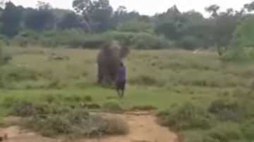 Elefante mata a hombre que quería hipnotizarlo