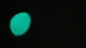 Hafthor Julius Bjornsson y Arnold Schwarzenegger en 2016 en Australia.